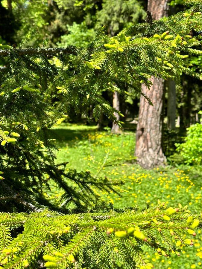 Green Mountain Borjomi Ngoại thất bức ảnh