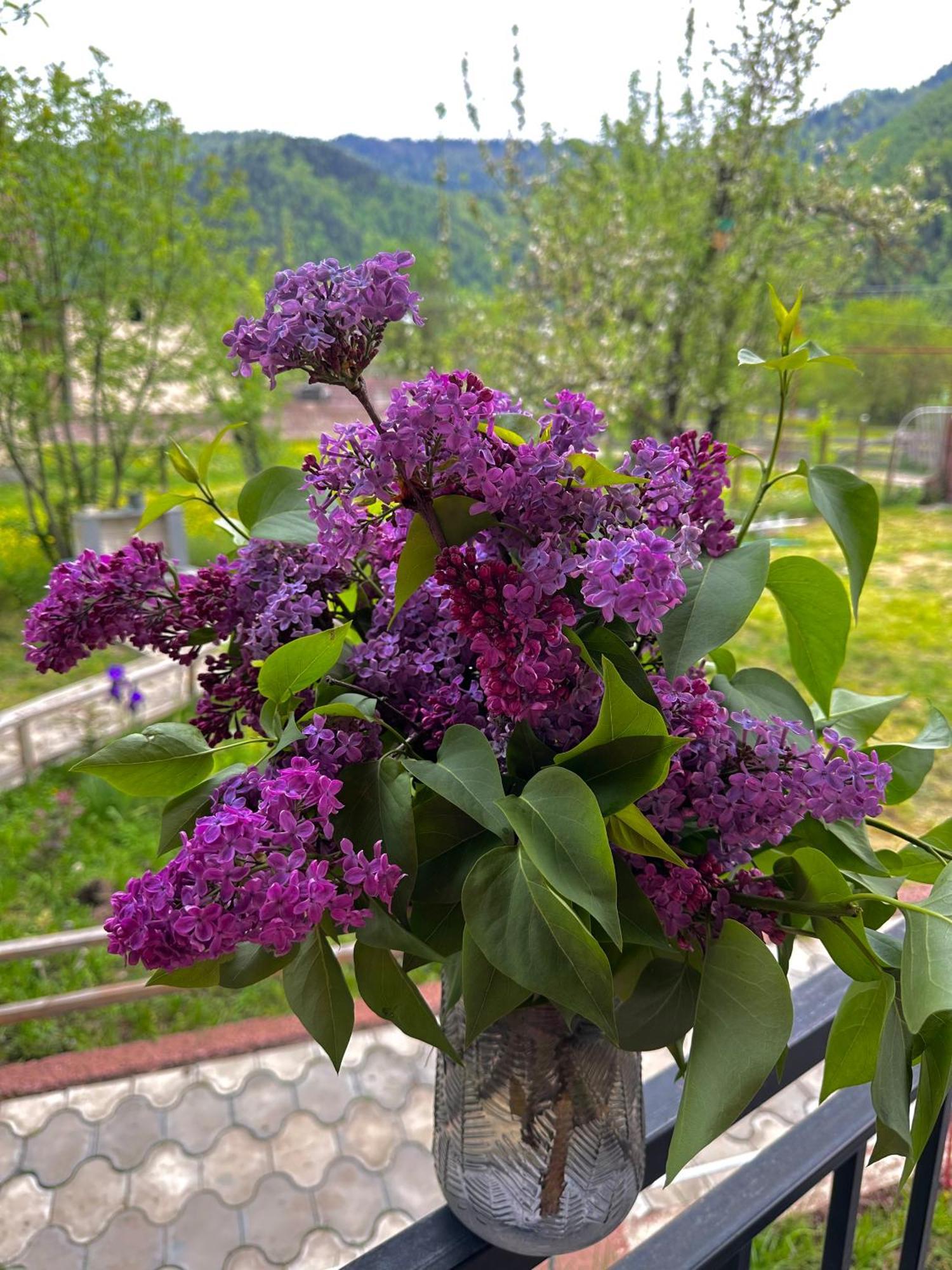 Green Mountain Borjomi Ngoại thất bức ảnh